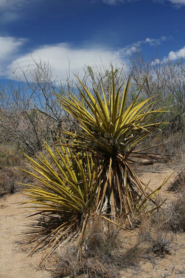 Yucca, drought-resistant plant on Mohave desert. Yucca, drought-resistant plant on Mohave desert