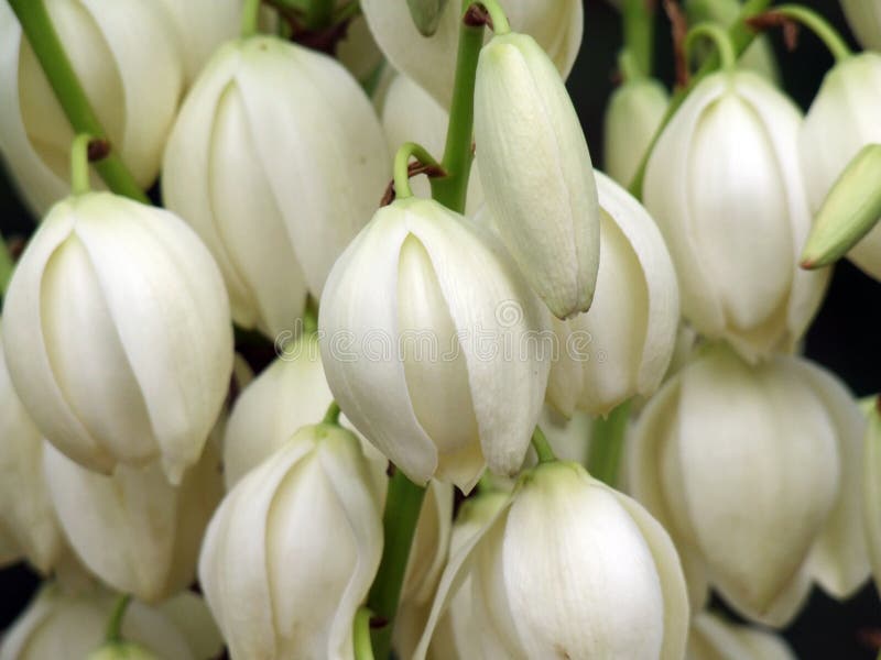 Yucca plant flower. Yuccas are widely grown as ornamental plants in gardens. Many species also bear edible parts, including fruits, seeds, flowers, flowering stems and more rarely roots. Yucca plant flower. Yuccas are widely grown as ornamental plants in gardens. Many species also bear edible parts, including fruits, seeds, flowers, flowering stems and more rarely roots.