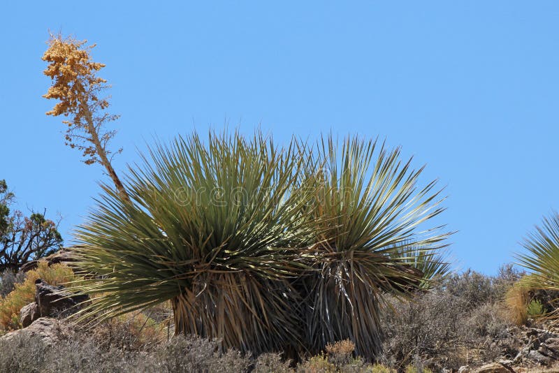 Yucca schidigera, also known as the Mojave yucca or Spanish Dagger, is a flowering plant that is native to the Mojave Desert and Sonoran Desert of southeastern California, Baja California, southern Nevada and western Arizona. Yucca schidigera, also known as the Mojave yucca or Spanish Dagger, is a flowering plant that is native to the Mojave Desert and Sonoran Desert of southeastern California, Baja California, southern Nevada and western Arizona.