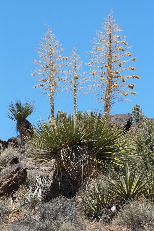 Yucca schidigera, also known as the Mojave yucca or Spanish Dagger, is a flowering plant that is native to the Mojave Desert and Sonoran Desert of southeastern California, Baja California, southern Nevada and western Arizona. Yucca schidigera, also known as the Mojave yucca or Spanish Dagger, is a flowering plant that is native to the Mojave Desert and Sonoran Desert of southeastern California, Baja California, southern Nevada and western Arizona.