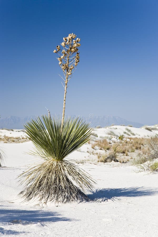 Soaptree yucca - White Sands National Monument in New Mexico, USA. Soaptree yucca - White Sands National Monument in New Mexico, USA