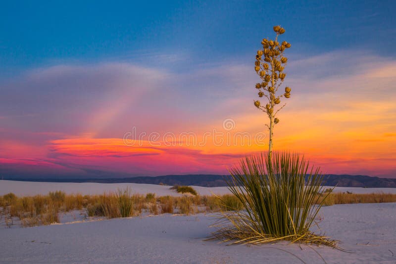 Soaptree Yucca Seed Pods Against Red Sunset Sky, White Sands National Monument, New Mexico. Soaptree Yucca Seed Pods Against Red Sunset Sky, White Sands National Monument, New Mexico