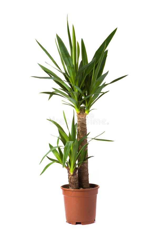 Isolated flower in pot: Yucca enkele stam overig. Isolated flower in pot: Yucca enkele stam overig