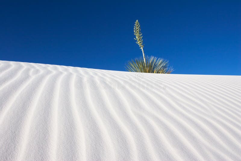 A Yucca plant in the White Sands National Monument, New Mexico, USA. A Yucca plant in the White Sands National Monument, New Mexico, USA.