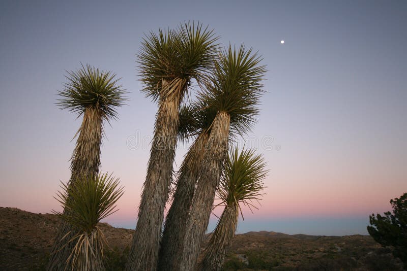 Yucca trees in mojave desert after sunset with full moon. Yucca trees in mojave desert after sunset with full moon