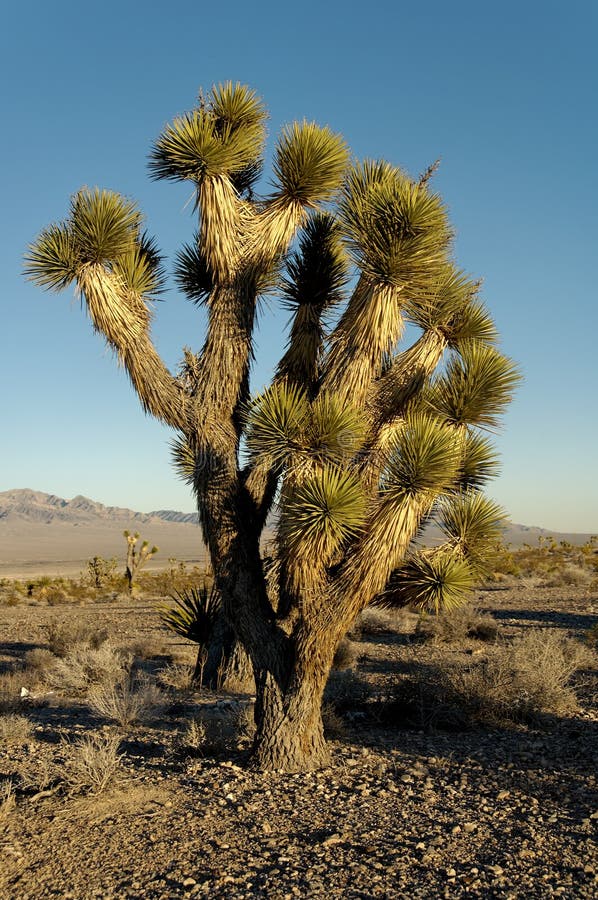 Yucca brevifolia tree, part of the agave family, on a Nevada desert. Yucca brevifolia tree, part of the agave family, on a Nevada desert.