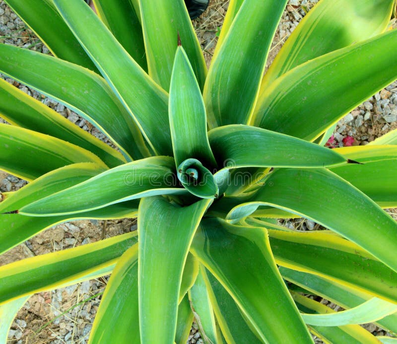 Variagated and symmetrical yucca plant. Variagated and symmetrical yucca plant