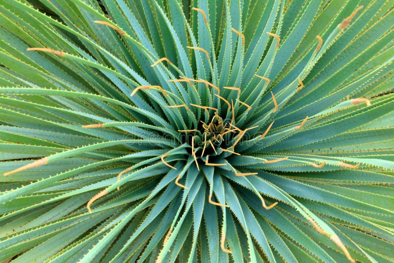 Variagated and symmetrical yucca plant. Variagated and symmetrical yucca plant