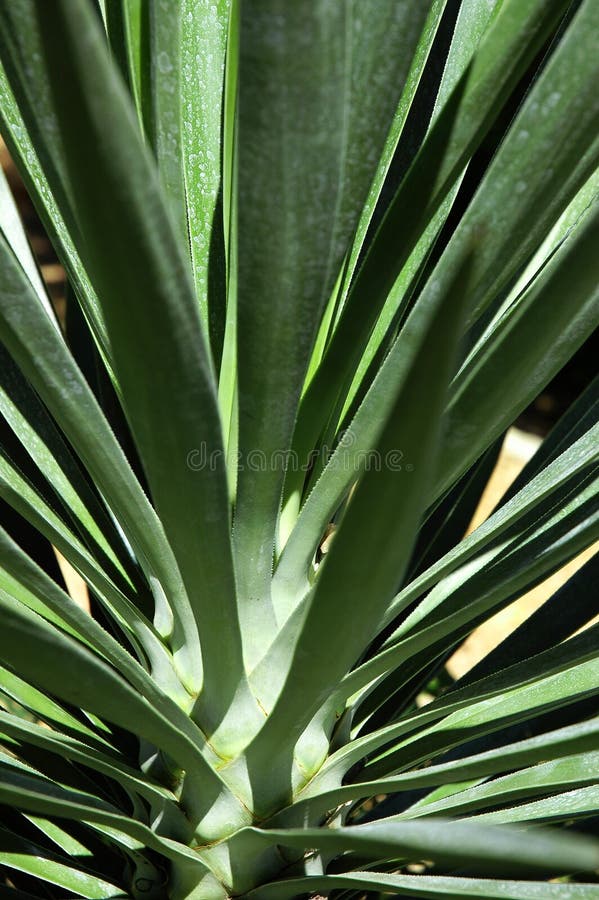 Yucca plant growing in Texas. Yucca plant growing in Texas