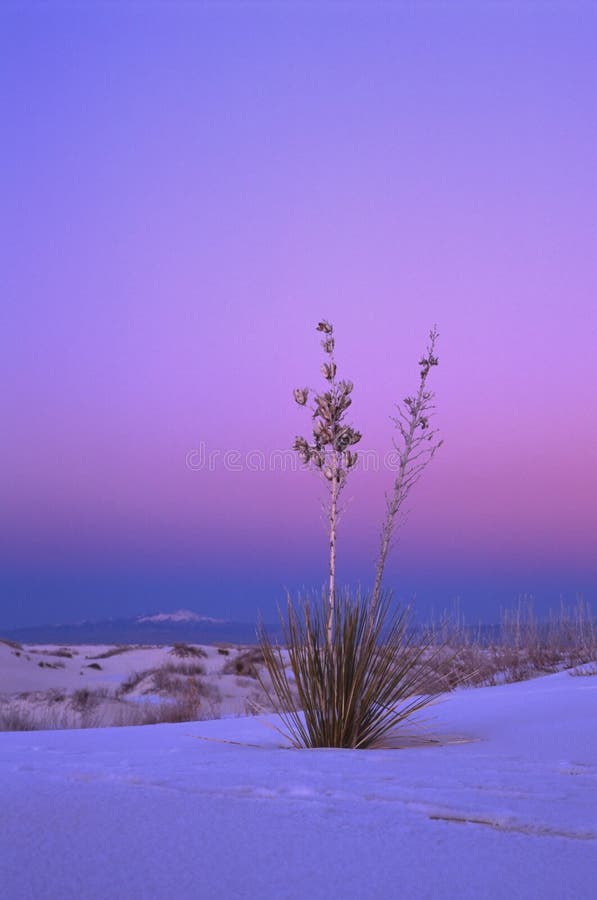 Yucca in Winter Sunset, White Sand National Monument, New Mexico. Yucca in Winter Sunset, White Sand National Monument, New Mexico