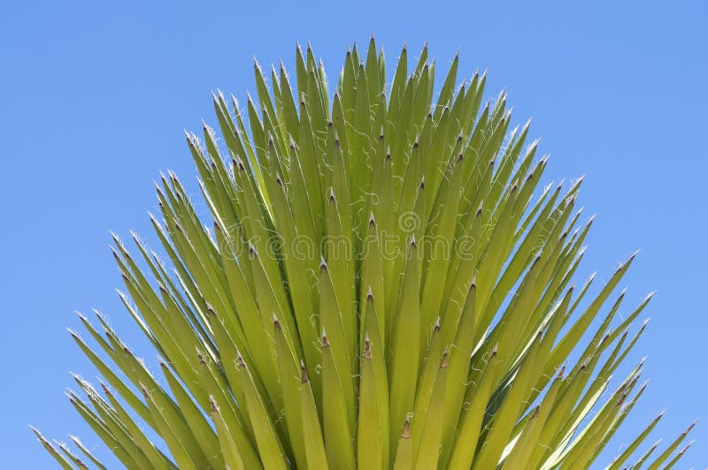 Low angle shot top of mojave yucca stalk covered with sharp-pointed spiny green leaves on blue sky background. Low angle shot top of mojave yucca stalk covered with sharp-pointed spiny green leaves on blue sky background