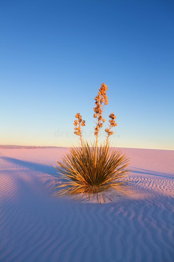 Yucca at Sunset, White Sands National Monument, NM. Yucca at Sunset, White Sands National Monument, NM.