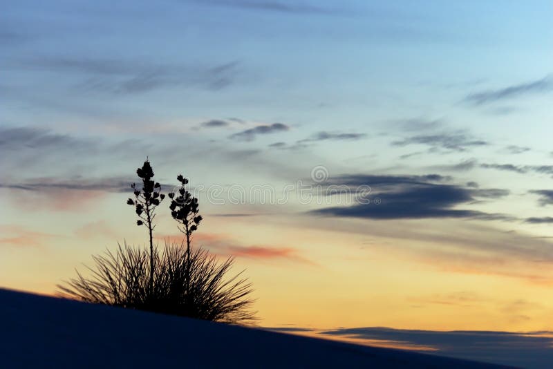 Yucca at Sunset, White Sands National Monument, NM. Yucca at Sunset, White Sands National Monument, NM.