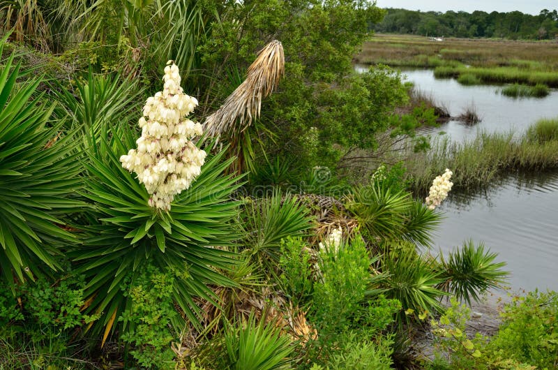 Yucca palm trees bloom in the late spring along the marshy banks of Borrell Creek in Saint Marys Georgia. Yucca palm trees bloom in the late spring along the marshy banks of Borrell Creek in Saint Marys Georgia