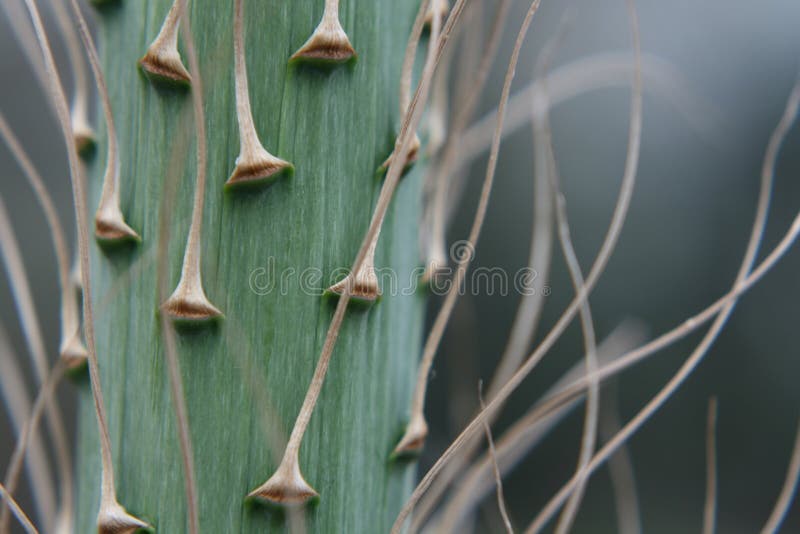 A close up of the stem portion of a flower spike from a yucca plant (Yucca sp.). A close up of the stem portion of a flower spike from a yucca plant (Yucca sp.)