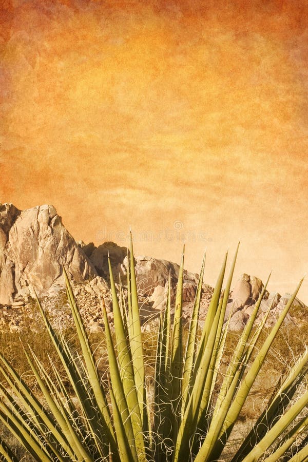 A Mojave Yucca plant with a textured sky background. A Mojave Yucca plant with a textured sky background.