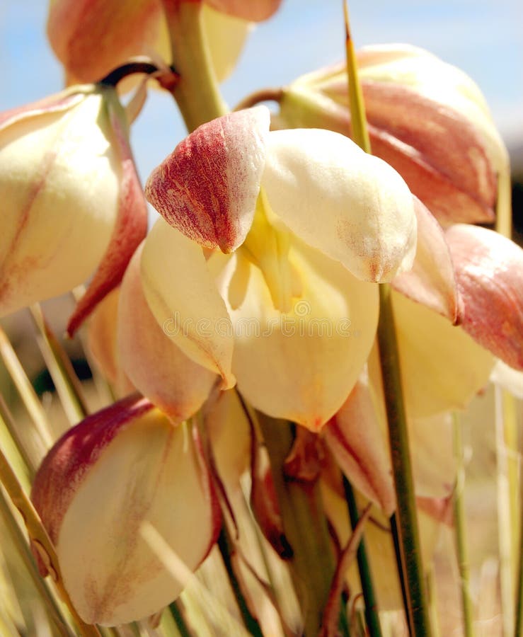 Closeup of a delicate yucca flower growing wild on a New Mexico prairie. Closeup of a delicate yucca flower growing wild on a New Mexico prairie.