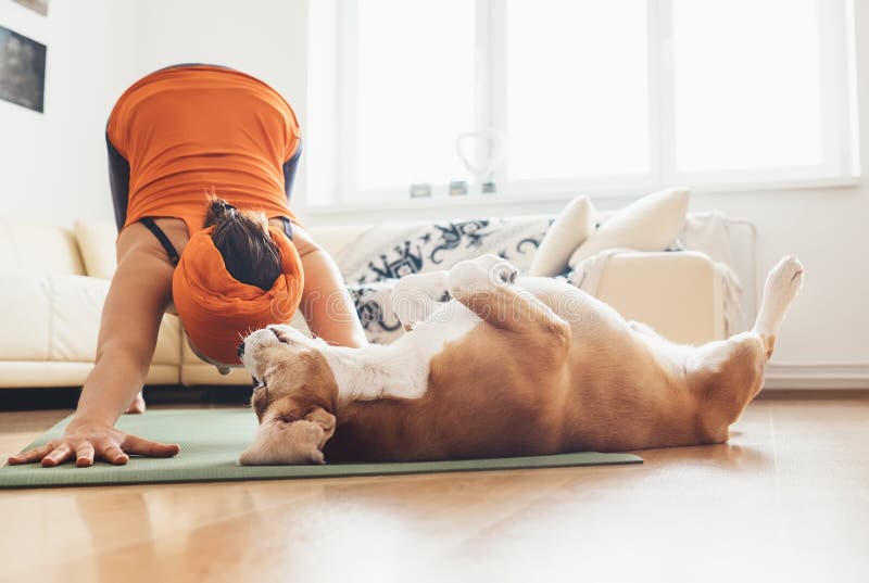 I always will be near with you. Beagle dog lies on the yoga mat when his owner makes yoga exercises. I always will be near with you. Beagle dog lies on the yoga mat when his owner makes yoga exercises