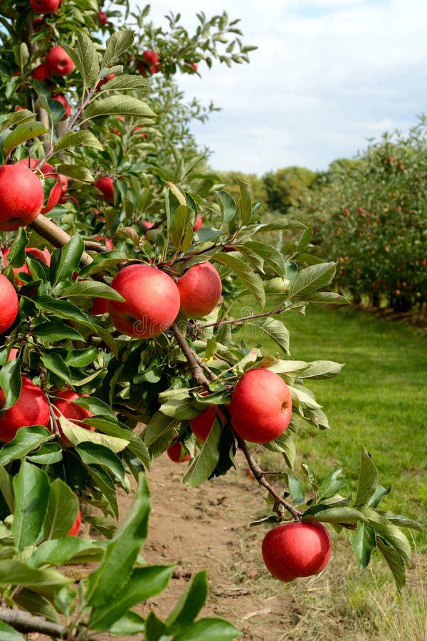 Apple tree with ripe red apples. Apple tree with ripe red apples