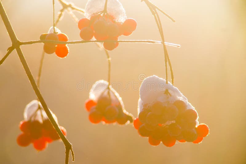 Ягоды Guelder Розы в свете солнца зимы стоковая фотография rf Ягоды Guelder Розы в свете солнца зимы стоковая фотография rf