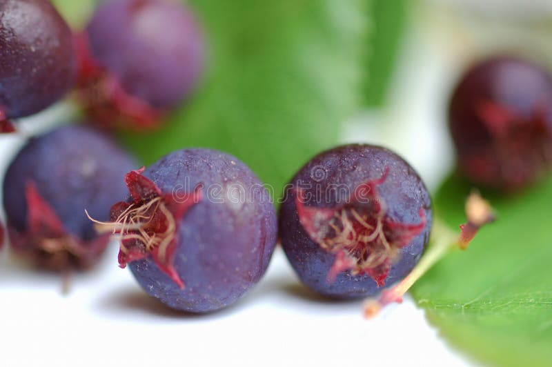 Close up of wild blue berries with leaves. Close up of wild blue berries with leaves