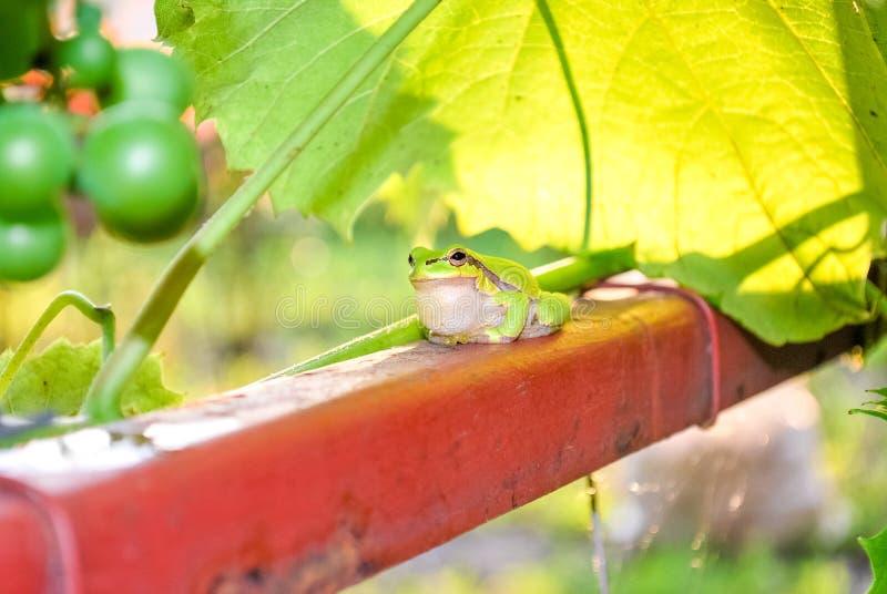Little green frog sitting on a pipe next to a vineyard. Little green frog sitting on a pipe next to a vineyard