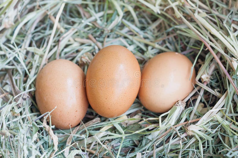 Яичка в гнезде стоковое фото. изображение насчитывающей варить - 102531224
