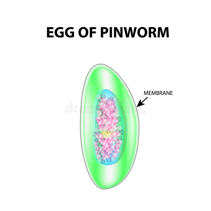 pinworm diagram