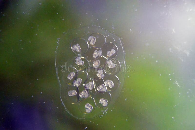 Яйца улитки Ramshorn на стекле в аквариуме стоковое фото rf Яйца улитки Ramshorn на стекле в аквариуме стоковое фото rf