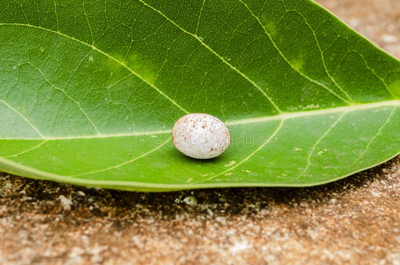 An isolated lizard egg is on a green avocado Leaf. An isolated lizard egg is on a green avocado Leaf