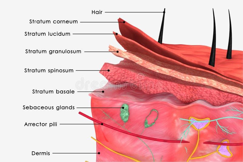 Skin is the soft outer covering of vertebrates. Other animal coverings such as the arthropod exoskeleton have different developmental origin, structure and chemical composition. The adjective cutaneous means of the skin (from Latin cutis, skin). In mammals, the skin is an organ of the integumentary system made up of multiple layers of ectodermal tissue, and guards the underlying muscles, bones, ligaments and internal organs. Skin is the soft outer covering of vertebrates. Other animal coverings such as the arthropod exoskeleton have different developmental origin, structure and chemical composition. The adjective cutaneous means of the skin (from Latin cutis, skin). In mammals, the skin is an organ of the integumentary system made up of multiple layers of ectodermal tissue, and guards the underlying muscles, bones, ligaments and internal organs.