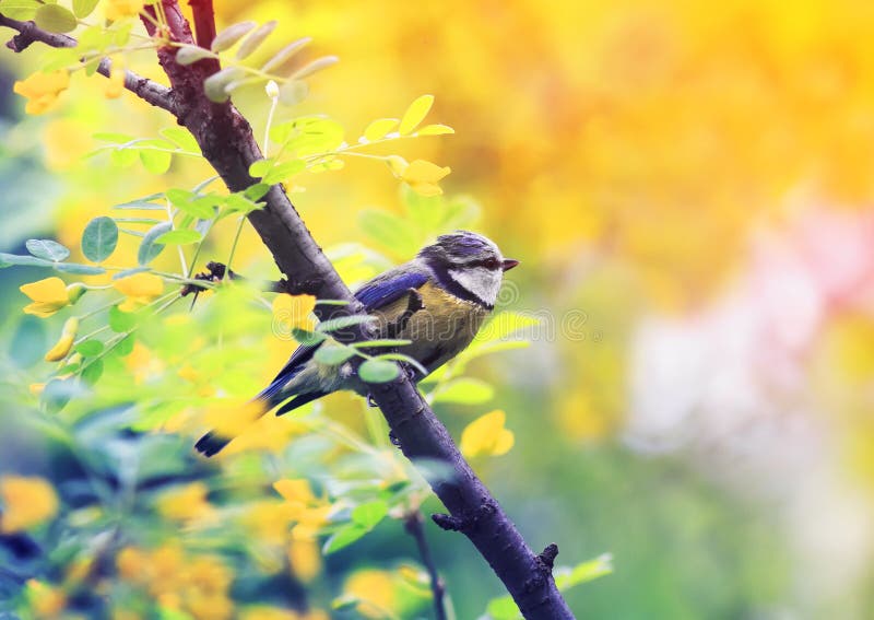 Little bright blue tit bird sits on a flowering Bush of acacia in the spring and the Sunny garden. Little bright blue tit bird sits on a flowering Bush of acacia in the spring and the Sunny garden