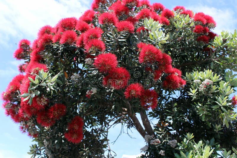 Яркие красные цветки дерева Новой Зеландии - pohutukawa стоковые фотографии rf Яркие красные цветки дерева Новой Зеландии - pohutukawa стоковые фотографии rf