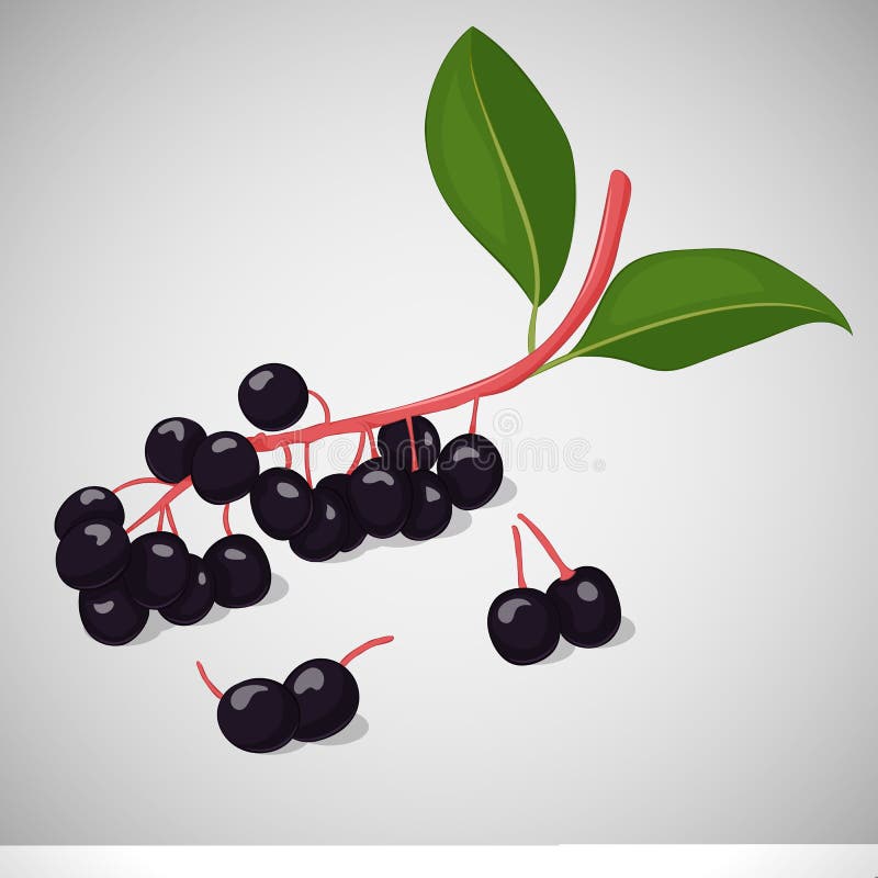 Яркие сочные вишня или hackberry птицы на серой предпосылке Сладостное очень вкусное для вашего дизайна в стиле шаржа вектор иллюстрация вектора Яркие сочные вишня или hackberry птицы на серой предпосылке Сладостное очень вкусное для вашего дизайна в стиле шаржа вектор иллюстрация вектора