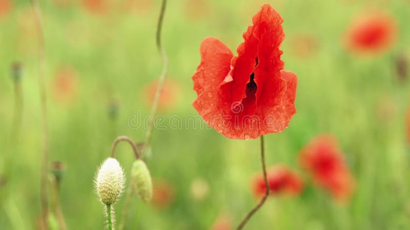 Яркий влажный красный цветок мака переезжает в головы медленного ветра меньше, рядом с ним