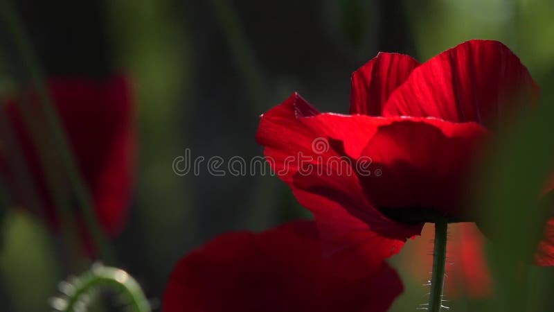 Яркий красный мак, привлекает пчел Привлекательный, яркий, красный цвет В маках цветения сада