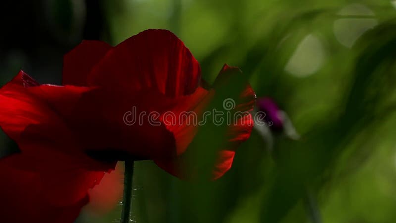 Яркий красный мак, привлекает пчел Привлекательный, яркий, красный цвет В маках цветения сада
