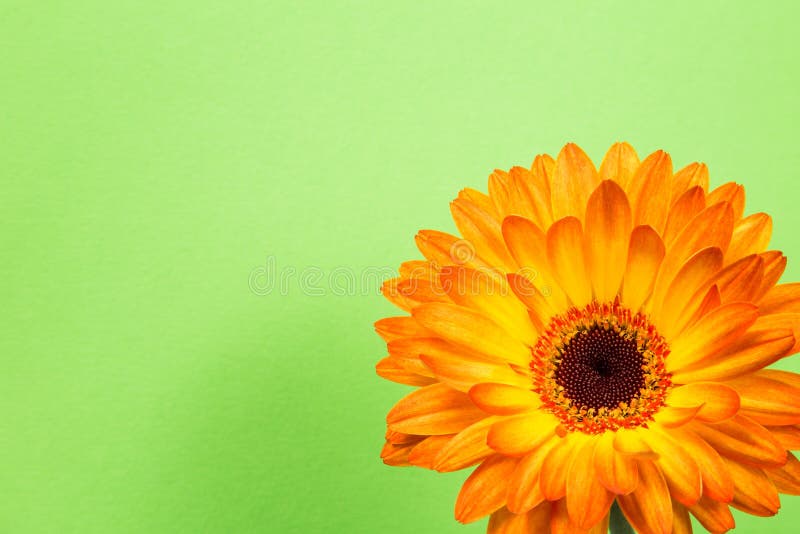 Яркий оранжевый gerbera цветет на чувствительной зеленой предпосылке стоковое изображение rf Яркий оранжевый gerbera цветет на чувствительной зеленой предпосылке стоковое изображение rf