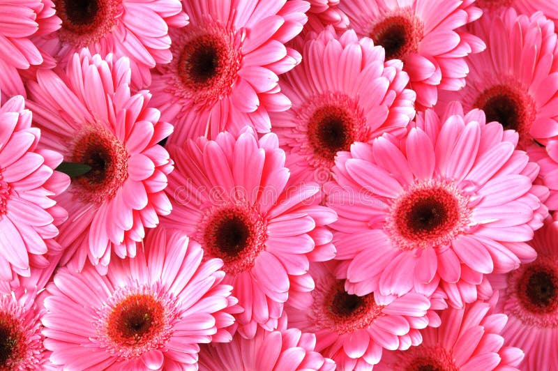 яркий пинк gerbera маргариток стоковое фото rf