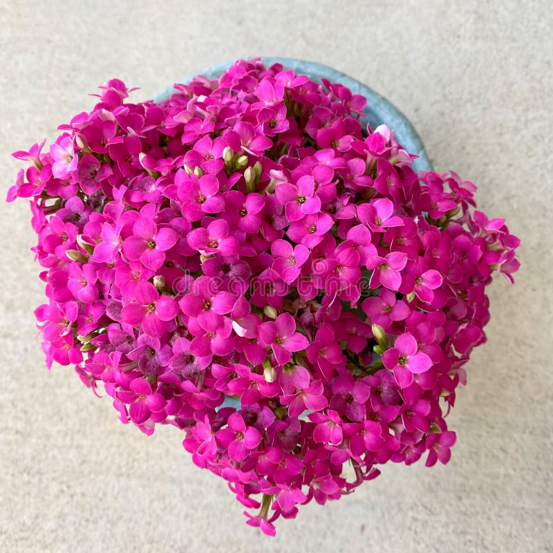 Яркий розовый завод kalanchoe в кастрюле. стоковое фото rf