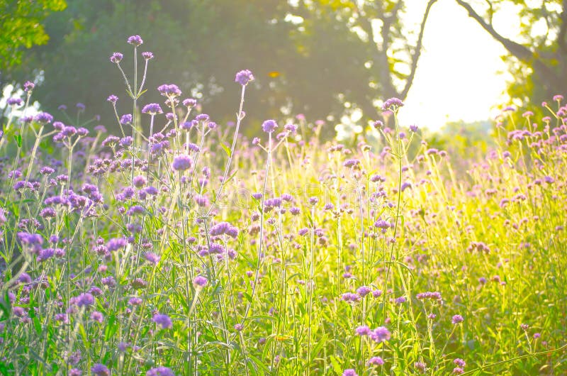 A Bright sunset light at purple bush wildflower field in summer at a botanical garden. A Bright sunset light at purple bush wildflower field in summer at a botanical garden.