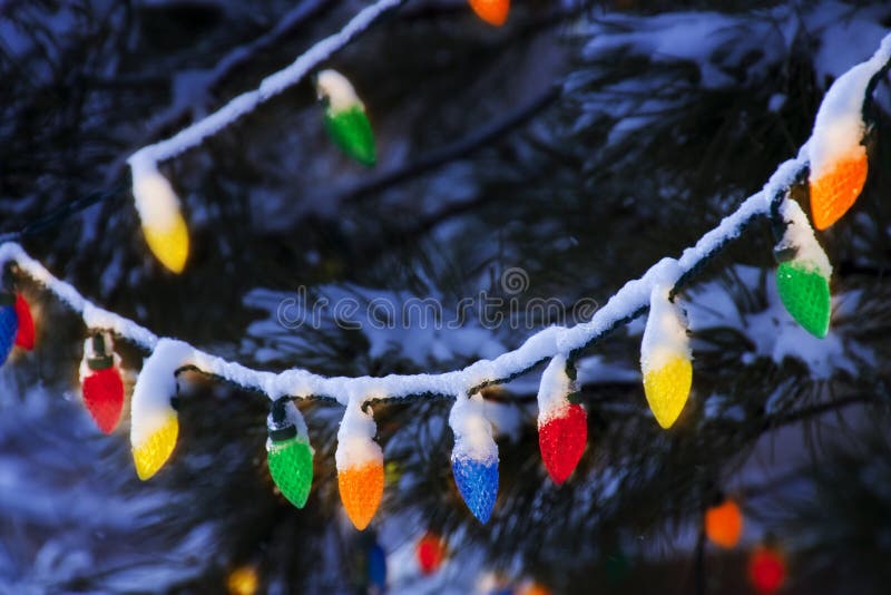 These brightly colored Christmas Lights hang on a snow covered pine tree branch just after dark. These brightly colored Christmas Lights hang on a snow covered pine tree branch just after dark.