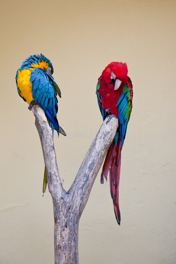 Two brightly coloured Amazon parrots or macaws, one blue-and-yellow and one scarlet, sitting on a forked branch. Two brightly coloured Amazon parrots or macaws, one blue-and-yellow and one scarlet, sitting on a forked branch