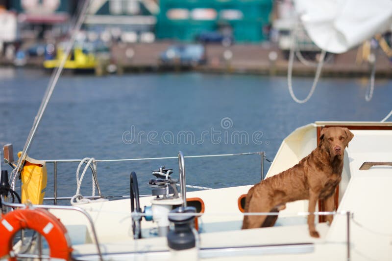 Cute dog on luxury yacht deck. Cute dog on luxury yacht deck