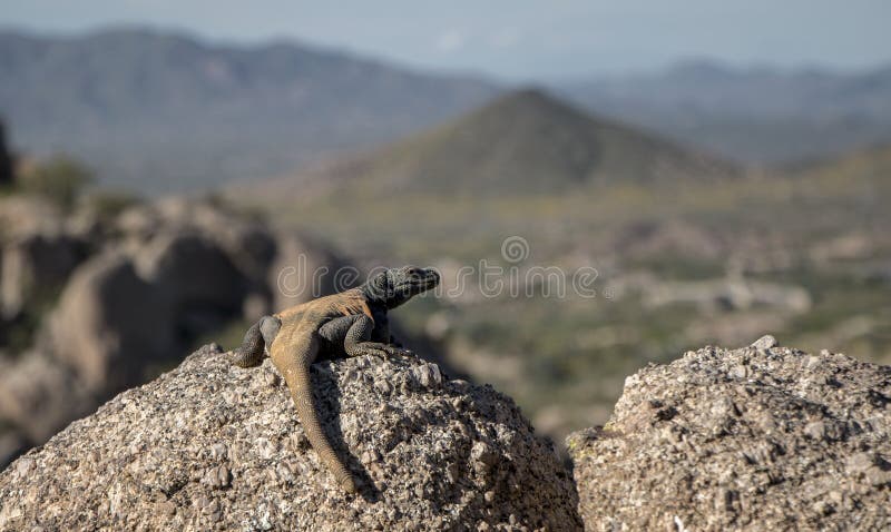 Ящерица Chuckwalla на утесах над смотреть долину стоковая фотография Ящерица Chuckwalla на утесах над смотреть долину стоковая фотография