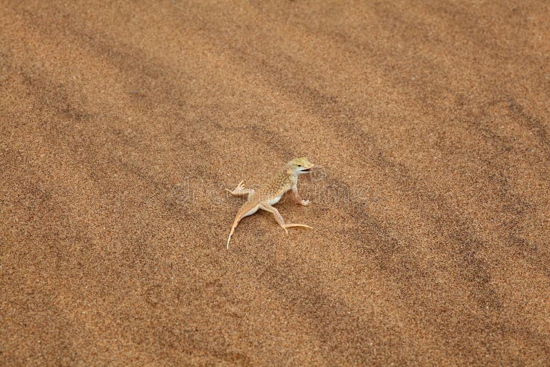 Macro photo of a Reticulated Desert Lizard (Meroles reticulatus), Namib desert, Namibia, Southern Africa. Macro photo of a Reticulated Desert Lizard (Meroles reticulatus), Namib desert, Namibia, Southern Africa