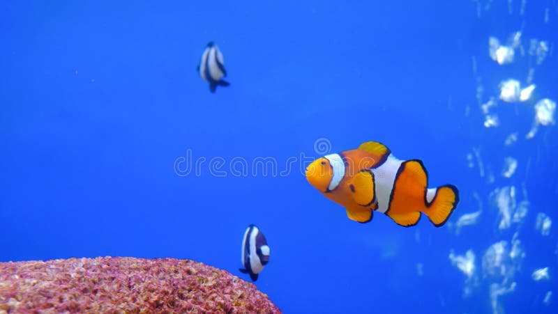 ?Meraviglioso mondo sottomarino con coralli e pesci pagliati tropicali nell'acquario fotografie stock libere da diritti ?Meraviglioso mondo sottomarino con coralli e pesci pagliati tropicali nell'acquario fotografie stock libere da diritti