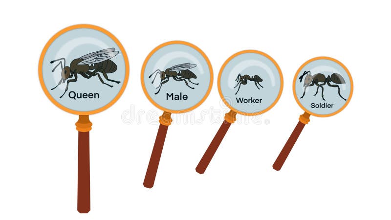 Caste systems in ant societies, Type of ants. Social structure stock photo