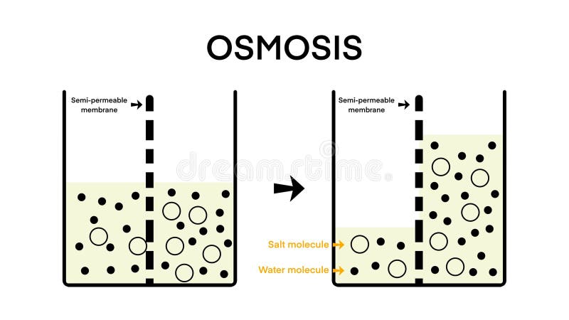 Osmosis, Solvent passing through the semipermeable membrane from the less concentrated part to the more concentrated part, osmosis flow direction physics science education, solvent solute solution. Membrane diffusion stock images, royalty-free photos and pictures