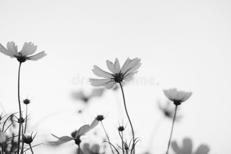 อThe view of the brightly colored flowers on a nice day And the sun